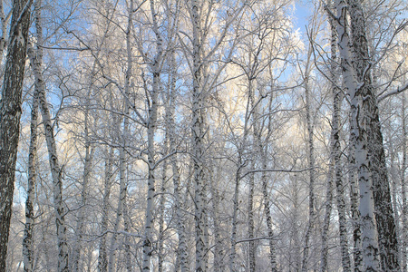 白桦林与积雪覆盖的分支