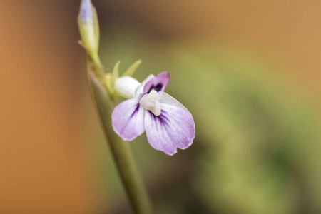 小紫色的花