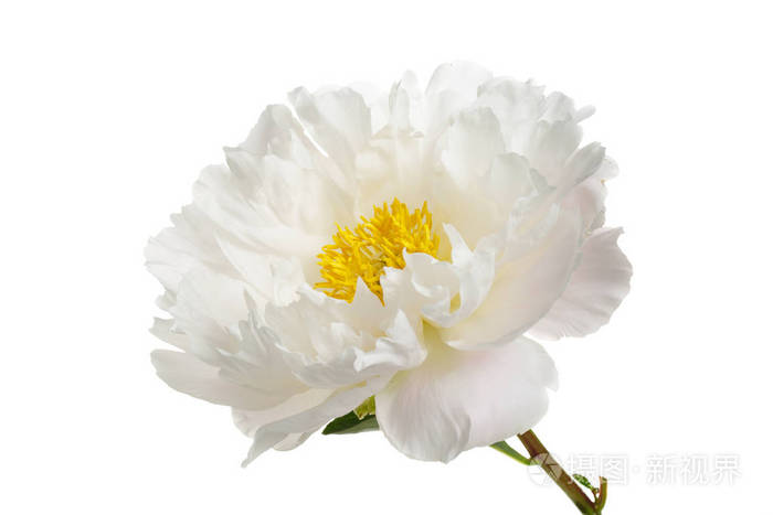 白色牡丹花 白色背景上分离出黄色雄蕊照片 正版商用图片10jy13 摄图新视界