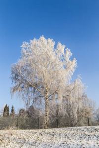 冬季园林中的冰冻白桦树图片