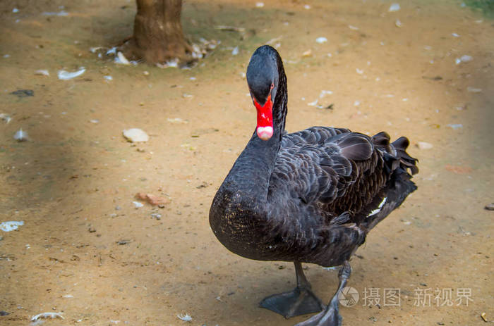 背后的围栏红峰国内鹅