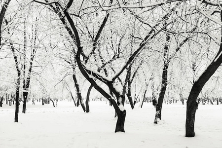 雪地里的冬季公园