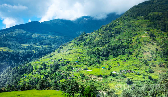 绿色的田野水稻在尼泊尔