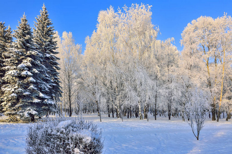 晴天雪地公园的冬季景观之美