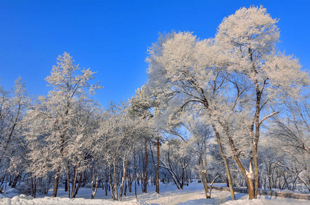 晴天雪地公园的冬季景观之美