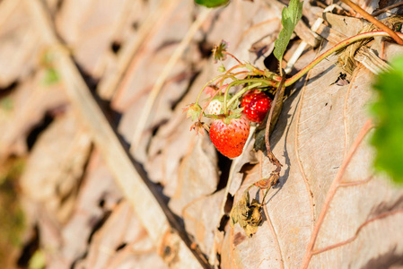 草莓农场里的一排草莓