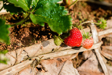 草莓农场里的一排草莓