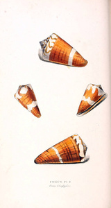 贝壳的插图。 动物插图或原始数字伦敦1829