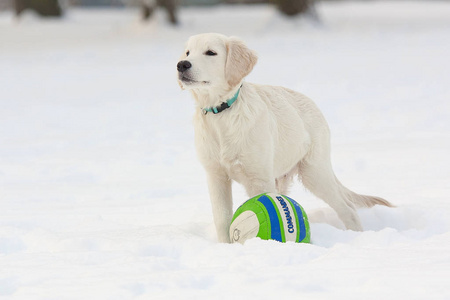 雪地里的一只金毛猎犬