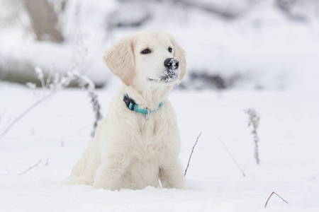 雪地里的一只金毛猎犬