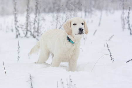 雪地里的一只金毛猎犬