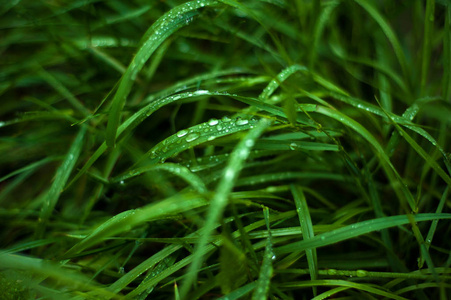 新鲜的绿草与露珠关闭。雨后水滴在新鲜的草地上