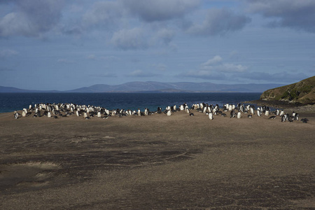 企鹅Pygoscelis Papua在法尔克兰群岛桑德斯岛的脖子上。