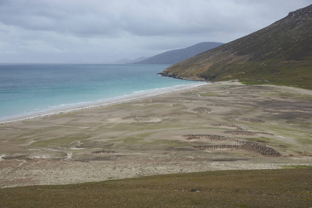  home to multiple colonies of Gentoo Penguins Pygoscelis papua