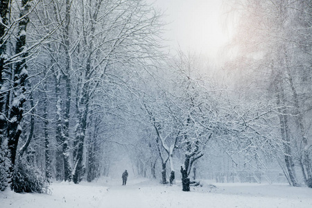 公园冬季景观中的暴风雪