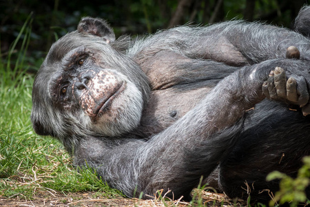 在当地动物园拍摄的黑猩猩照片