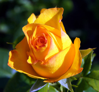 黄色玫瑰花卉