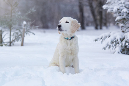 雪地里的一只金毛猎犬