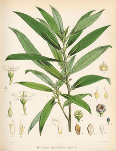 马齿苋。 1844年南极航行的植物学