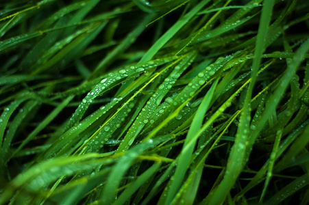 新鲜的绿草与露珠关闭。雨后水滴在新鲜的草地上