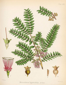 紫花肌。 1844年南极航行的植物学