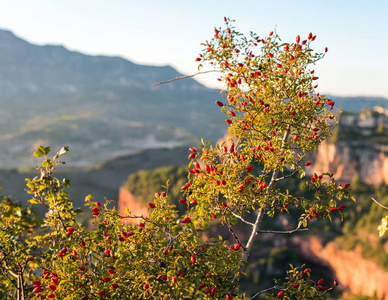 在西班牙塔拉戈纳 Siurana de Prades 的背景下, 有红浆果的灌木。特写