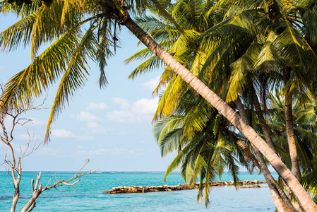 马尔代夫群岛美丽的热带海滩与椰子树的景色。特写