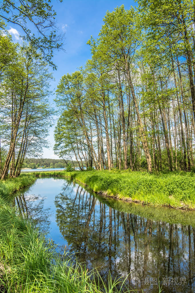 森林里绿树成荫的绿叶景观照片-正版商用图片10kchr-摄图新视界