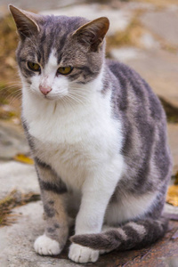 城市环境中的野生猫. 来自街头掠食者的宠物.