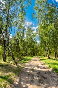 森林中的道路，绿色的春天景观，阳光明媚的日子里有新鲜的绿树和蓝天