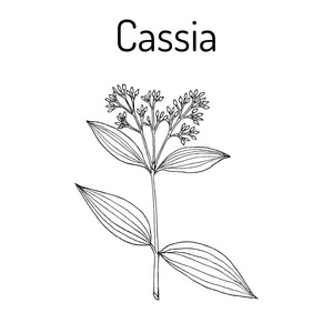 肉桂,肉桂,药用植物插画