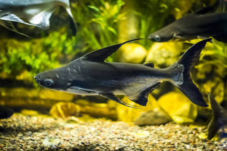 在水族馆的短刀鱼