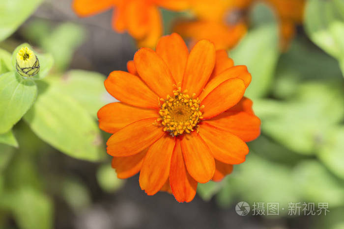 美丽的橙色花