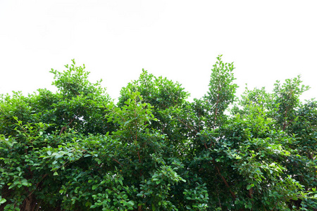 白底绿叶树枝树框架