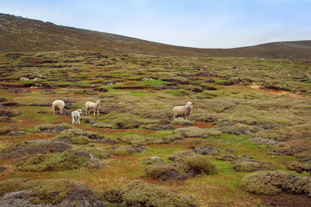 在山上放牧羊群