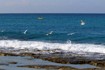 海鸥坐在以色列北部地中海沿岸