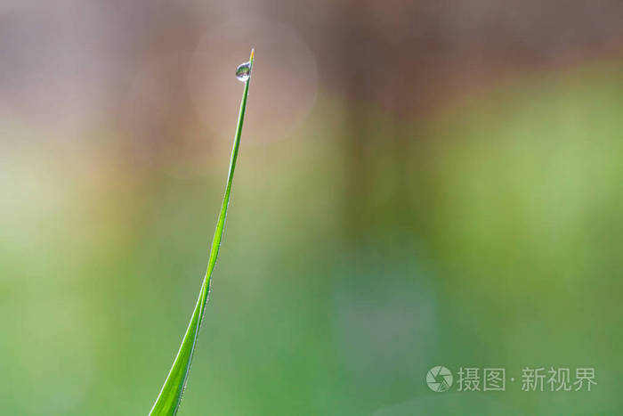 清新的绿茎的草与露珠在清晨接近自然背景