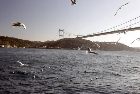 从伊斯坦布尔经过博斯普鲁斯海峡的海鸥和一艘大油轮的美景令人惊叹