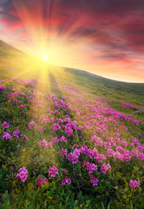 壮观的日落在山上与雄伟的阳光和粉红色的杜鹃花花的前景.