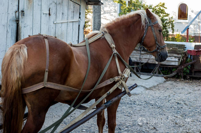 棕色的马套在手推车上
