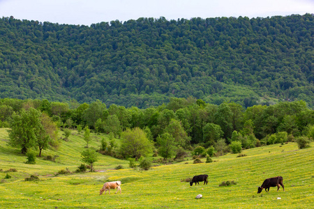 俄罗斯彭场图片-俄罗斯彭场素材-俄罗斯彭场插画-摄图新视界
