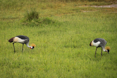 肯尼亚马赛马拉公园的丹顶鹤图片