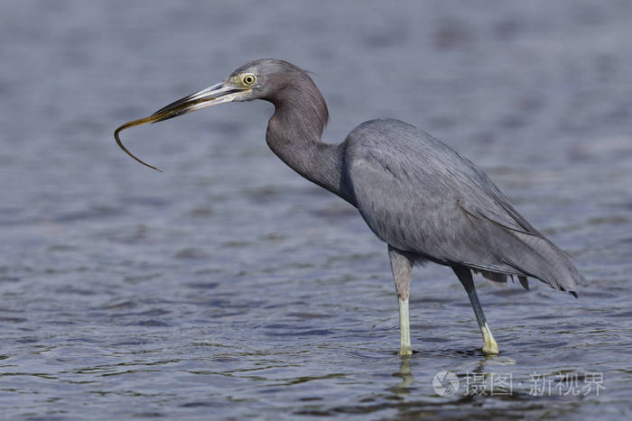 小蓝鹭在潮汐滞后中捕捉少年trumpetfish