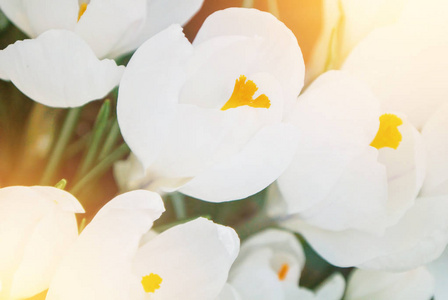 特写微距美丽的白色郁郁葱葱充满活力的白色番红花, spri