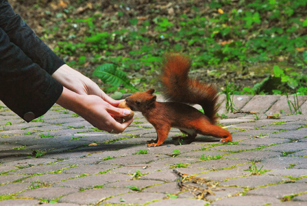 一个小红松鼠吃坚果从一个女人女孩的手
