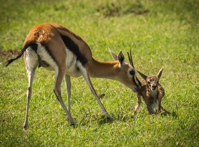 羚羊汤普森和她的新生婴儿在马赛马拉, 肯尼亚