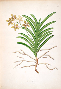 植物插图。 伦敦科罗曼德尔海岸的植物1793