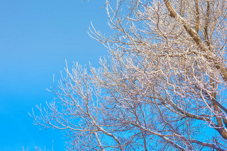 蓝色天空背景下霜中的树枝图片