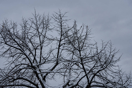 冬天晚上的树和雪