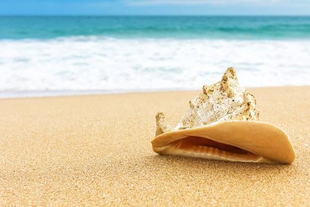 在热带海滩上的贝壳